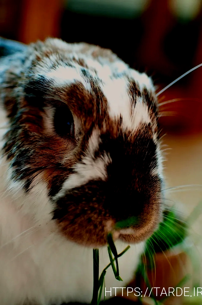 What do animals eat